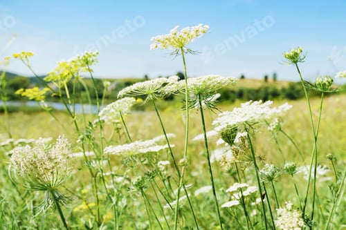 Preview: White summer flowers. Blue sky, sunny day.