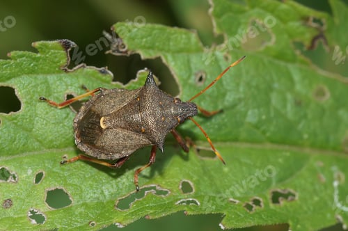 Preview: Closeup on the brown spiny or spiked shieldbug Picromerus bidens sitting on a green leaf