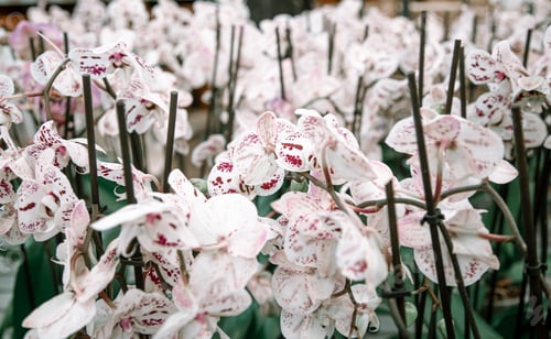 Preview: Background with lots of floral Orchid texture.