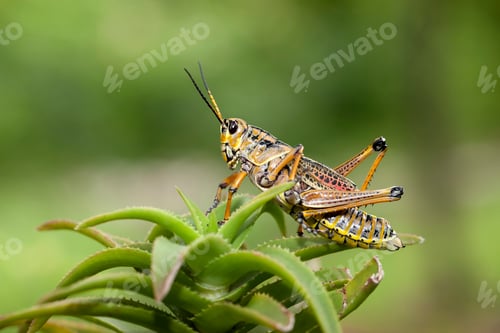 Preview: Large locust on a plant.