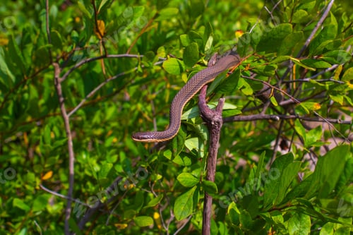 Preview: Snake in a bush
