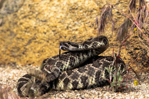 Preview: Mature rattlesnake next lush green foliage in a natural outdoor setting