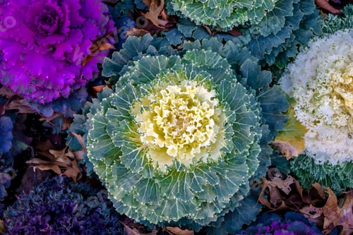 Preview: Decorative ornamental kale