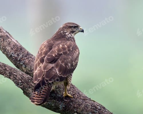 Preview: Common buzzard (Buteo buteo)