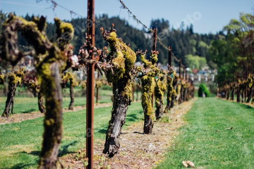 Preview: Vineyard