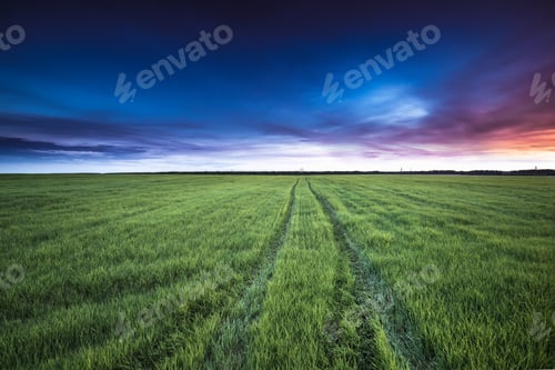 Preview: Rural Country Road Through Green Wheat Field At Late Spring Or E
