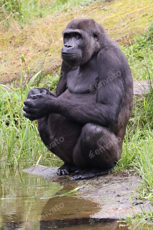 Preview: close up of a Western Lowland gorilla