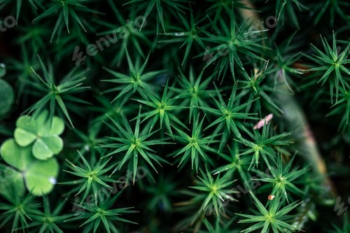 Preview: Macro shot, grass and plants in the forest.