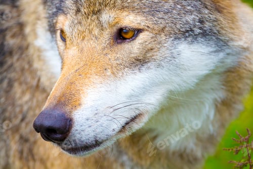 Preview: Close-up portrait of a wolf head