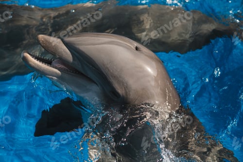 Preview: Smiling grey dolphin chilling in pool