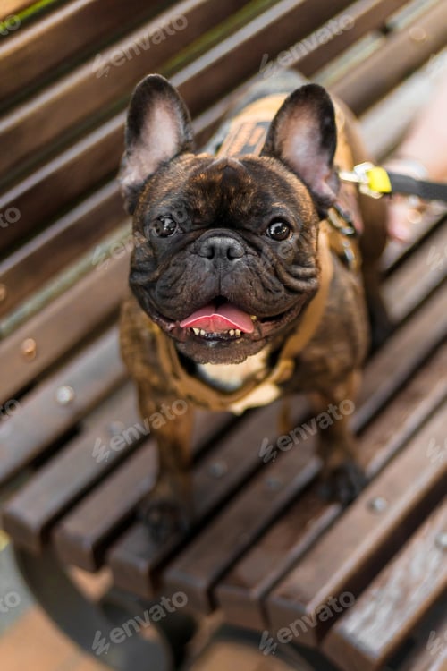 Preview: A brown french bulldog on a wooden bench