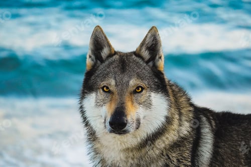 Preview: Portrait of a majestic Czechoslovakian Wolfdog in a stunning wintery landscape.