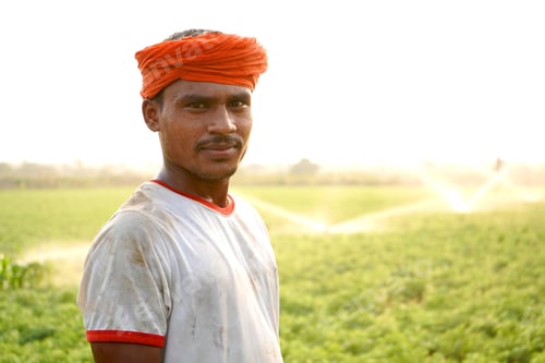 Preview: Indian farmer working in green chickpea garden