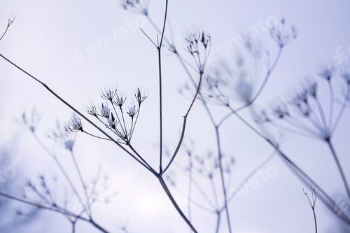 Preview: Dry plant umbrellas in winter close-up.Natural blurred background.