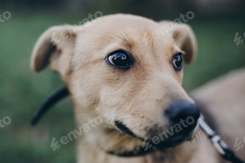 Preview: Cute golden puppy winking with black sad eyes and emotions