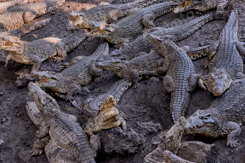 Preview: Many frightening crocodiles lying on ground and on top of each other, some with open mouths.