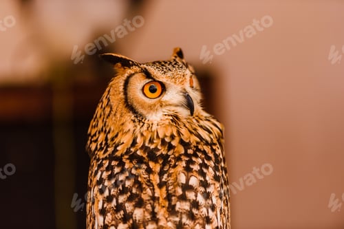 Preview: Eagle owl, Bubo bubo.