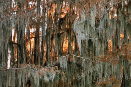 Preview: Mesmerizing view of trees in Cypress Swamps on a sunny day