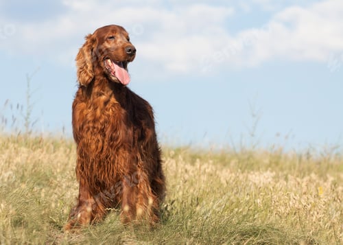 Preview: Happy smiling dog standing in the grass