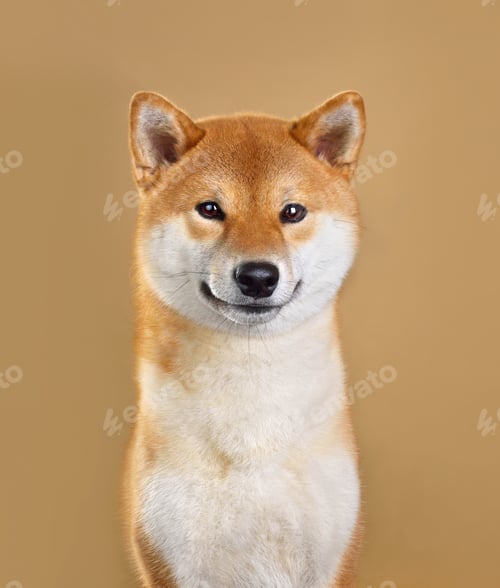 Preview: Cute Shiba Inu dog