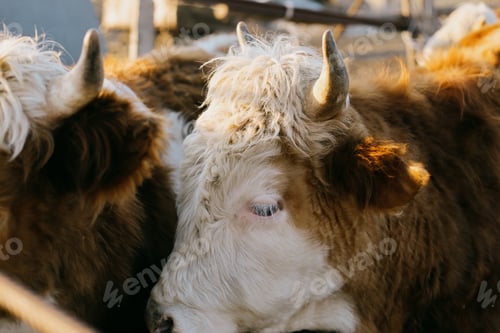 Preview: beautiful muzzle of a bull, farming