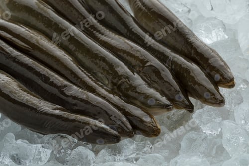 Preview: Fresh raw eels on ice