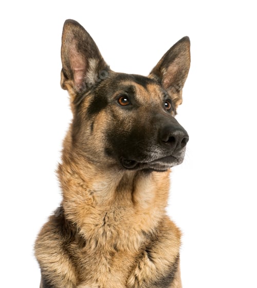 Preview: Close-up of a German shepherd looking away, 4,5 years old, isolated on white