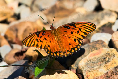 Preview: Orange butterfly with black spots on rocky surface.