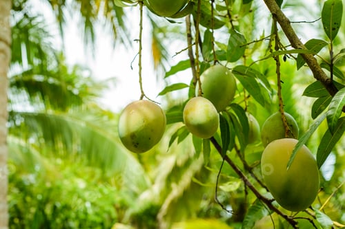 Preview: Mango trees with fruits.