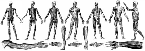 Preview: Human Anatomy - Physiology
