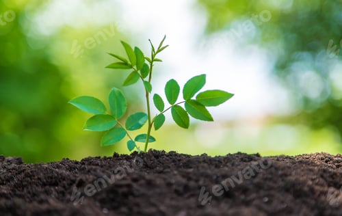 Preview: The plant grows in soil. Selective focus.