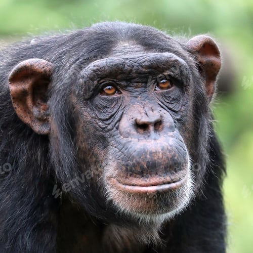 Preview: Chimpanzee close-up portrait
