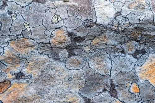 Preview: Gray rock surface with colorful lichens for background or texture