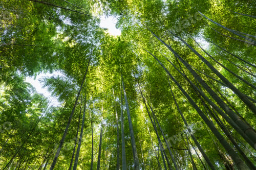 Preview: upward view of the bamboo forest