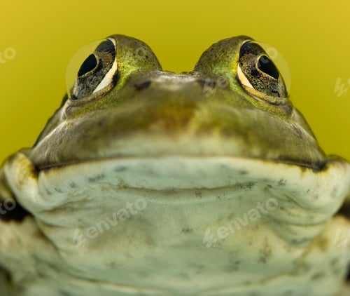 Preview: Close-up of a frog facing, on a green background