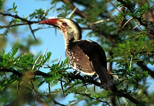 Preview: Hornbill on a branch against a clear sky.