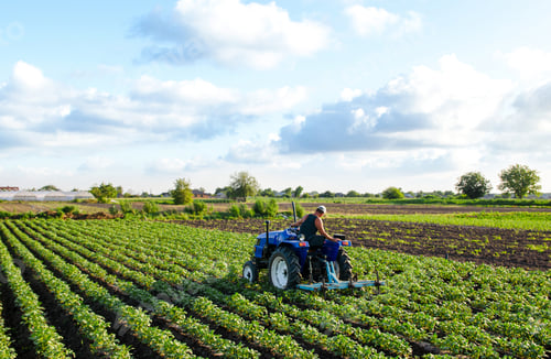 Preview: Farmer on a tractor cultivates a potato plantation.
