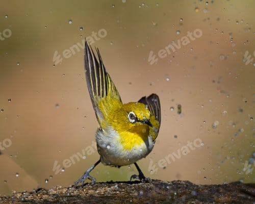 Preview: Elvis of birds !!!!