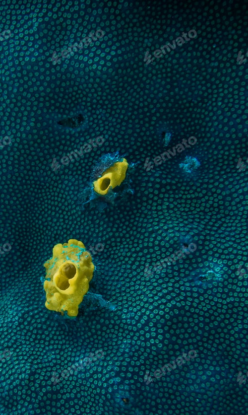 Vista previa: coral reef macro ,texture, abstract marine ecosystem background on a coral reef