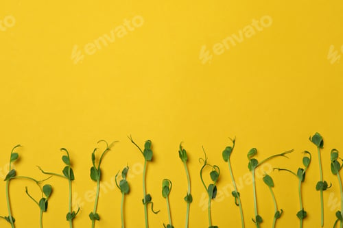 Preview: Bean sprouts on yellow background, space for text
