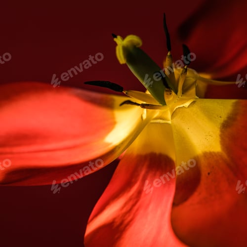 Preview: Tulip flowers background for postcard or banner, close up