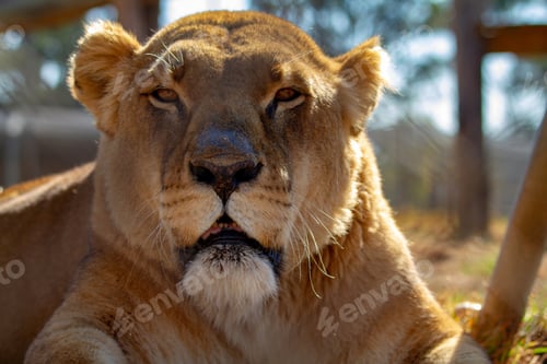 Preview: close up of beautiful looking Lions head, lion looking straight ahead.
