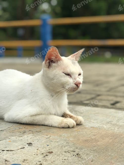 Preview: White Cat Resting Peacefully on Concrete Ground