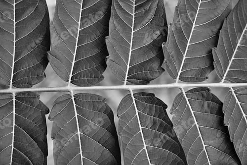 Preview: Abstract Branch Of The Plant With Leaves A Major Plan Of Monochrome Tone
