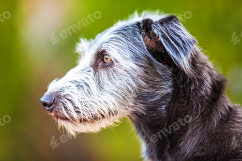 Preview: Terrier Crossbreed Dog Outdoors Looking Side