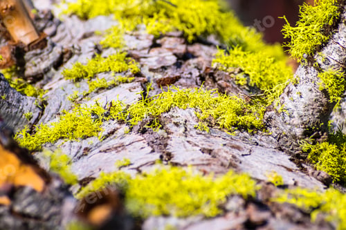 Wolf-Lichen