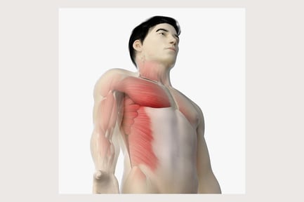 Preview: Asian Male Anatomy: Skin, Skeletal Structure, and Muscle System