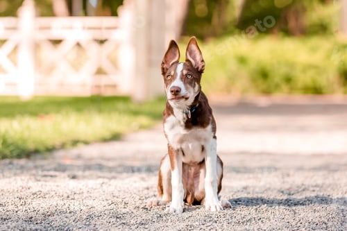 Preview: Active Border Collie dog breed in the park. Puppy on a walk