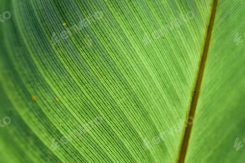 Preview: Closeup Nature View Of Tropical Leaf Background