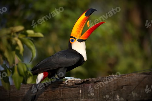 Preview: Selective focus shot of a toucan perched on wood in Pantanal, Brasil